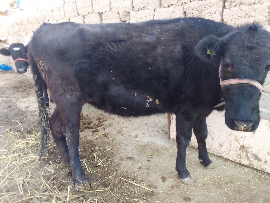 Срочно кашар сатылады