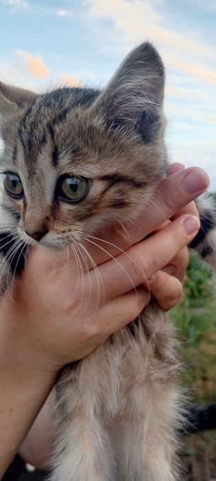 Отдам котят в хорошие руки.