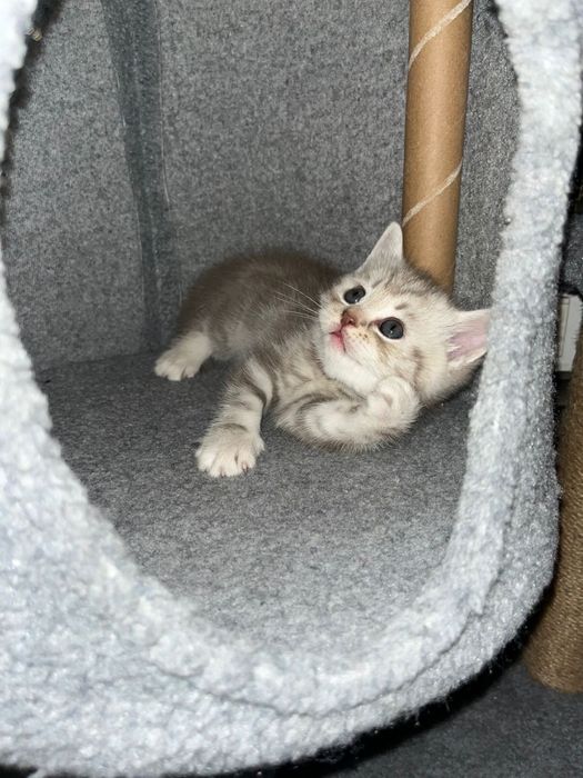 Британ шотландский котенок