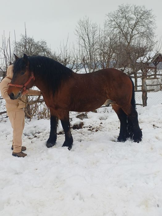 Armăsar de vânzare