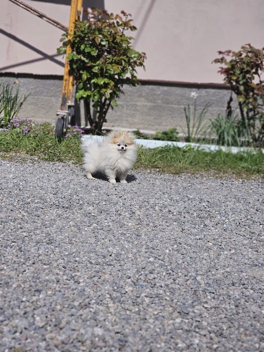 Pomeranian femelă
