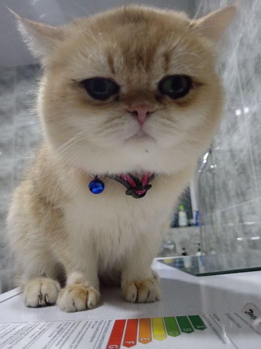 Золотистый Британец ну 12 вязкакага таклиф киламиз