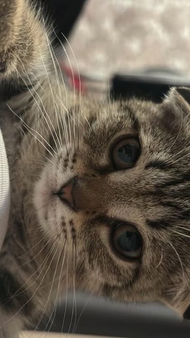 Шотландский вислоухий