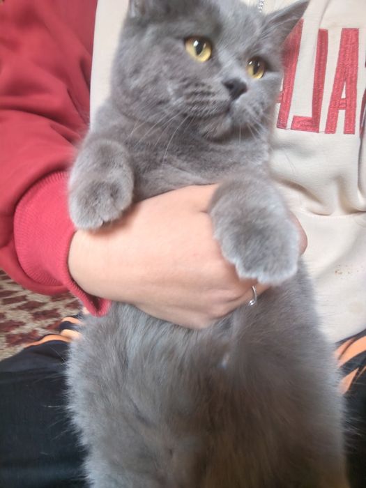 Britanskaya karotkasherstnaya