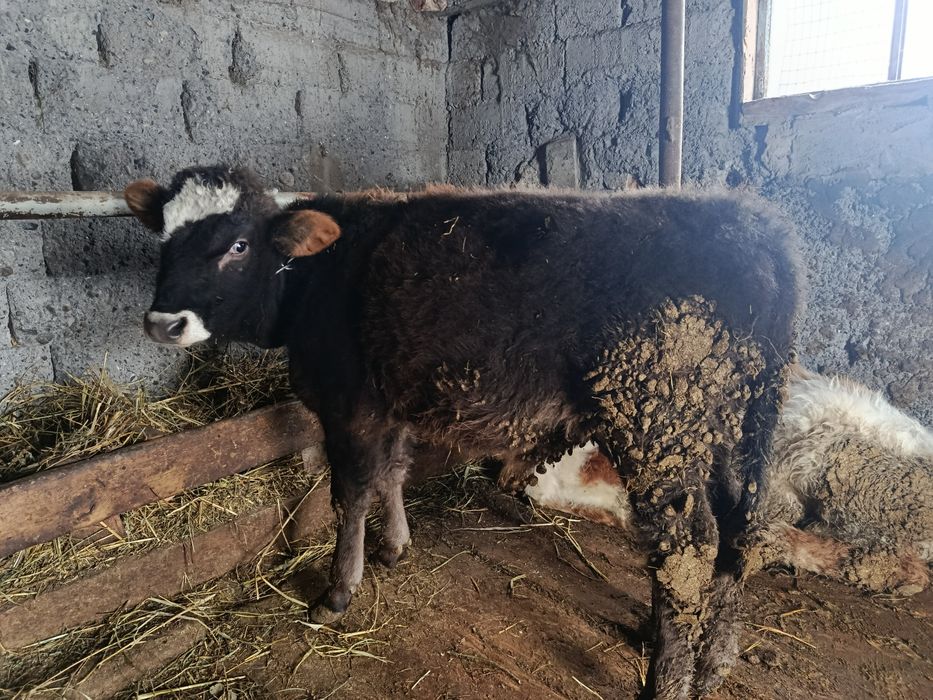 Продам бычка 6 месяцев