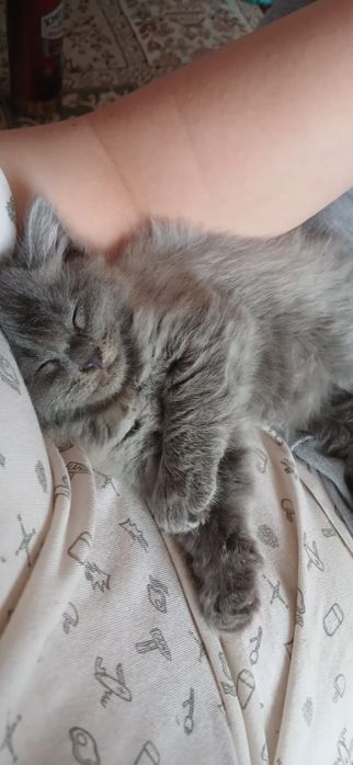 Отдаю котёнка в добрые руки