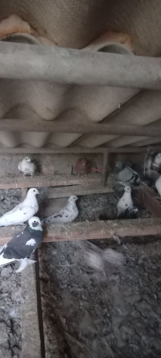 Голуби иранцы продам