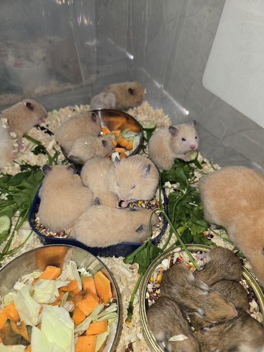 Продаётся сирийские хомячки