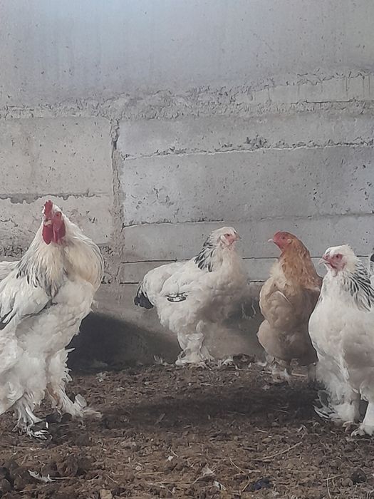 Продам кур брама