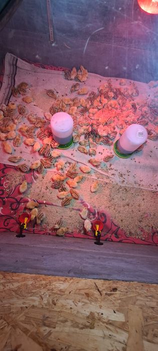 Prepelite tineret jumbo gold și polara gigant