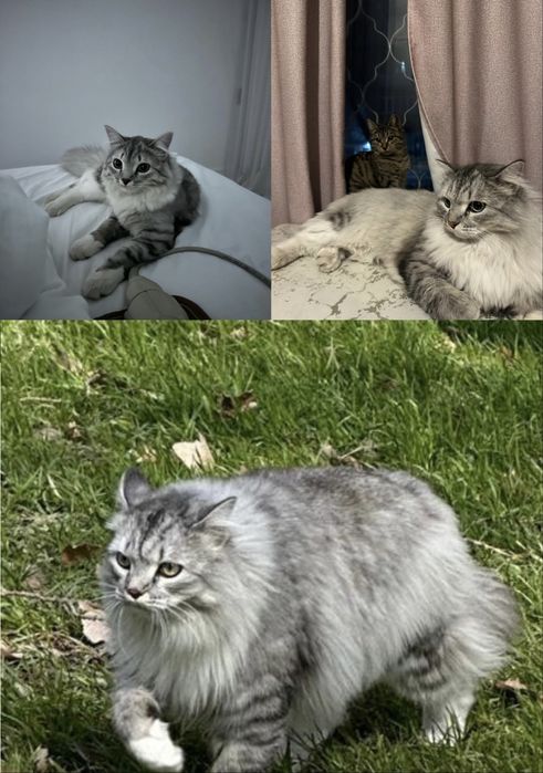 Кот, мышелов, породистый