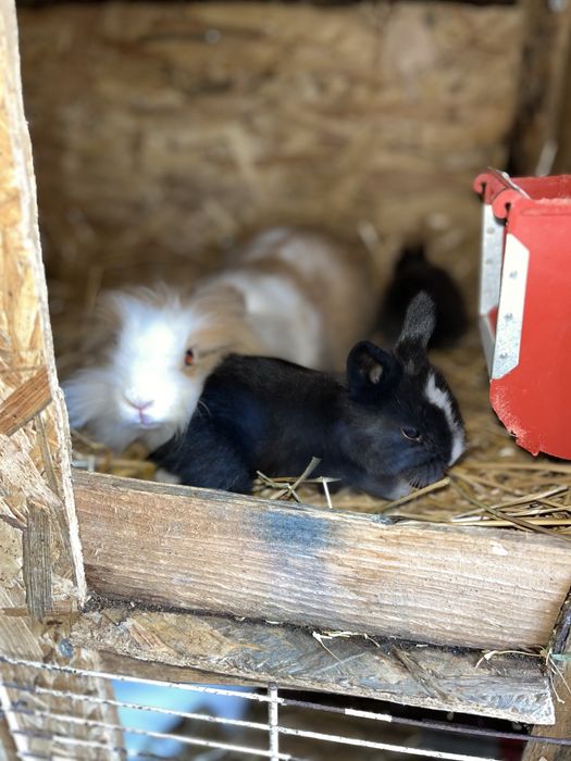 Disponibil iepurasi pitici