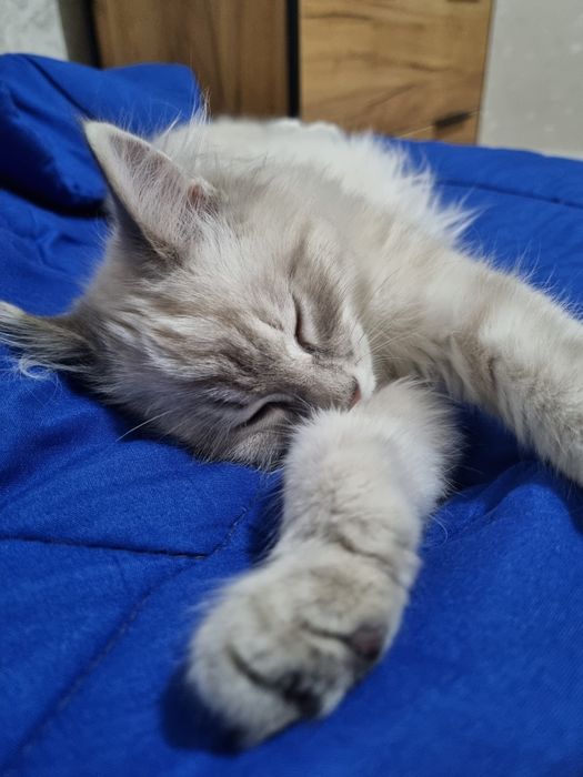 Продам милого котёнка