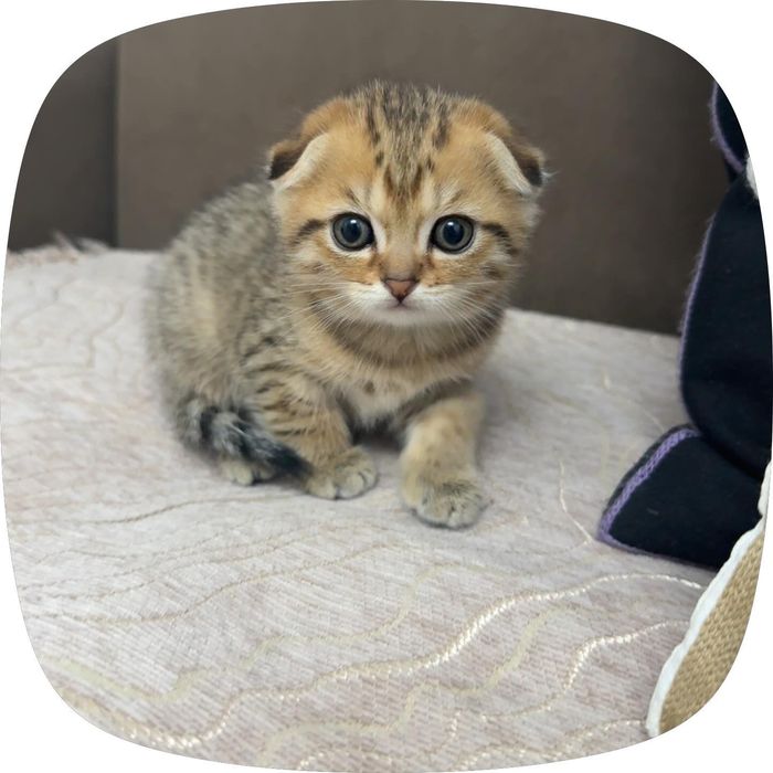 Шотландский котенок вислоухий