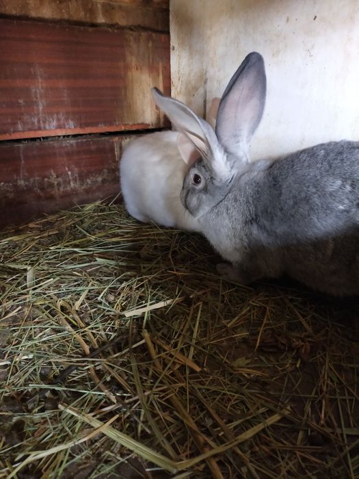 Продаются крольчата Фландер.