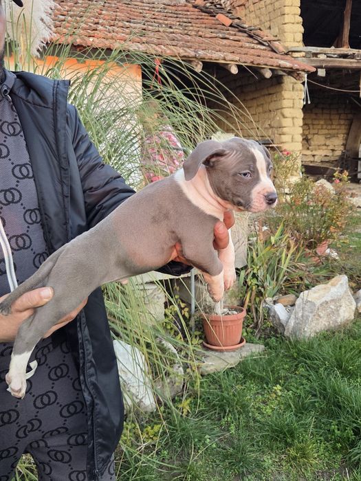 Американско Були[American Buly]