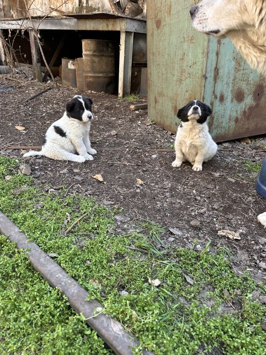 Продам щенки 4 девочки ТОБЕТ, АЛАБАЙ