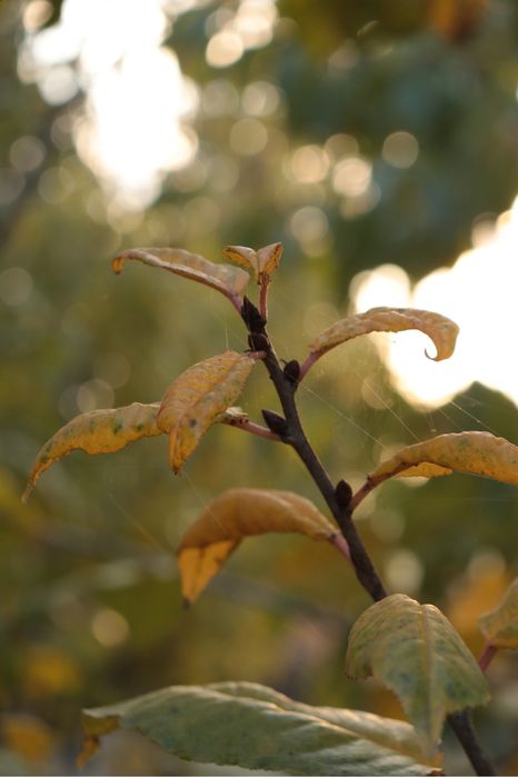 Cameră Canon EOS 800D