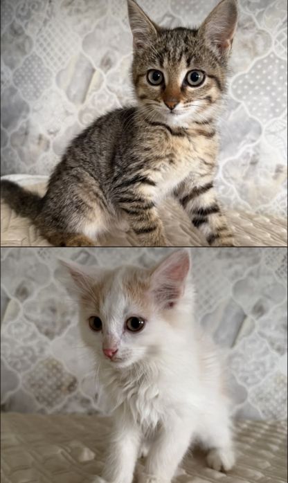 Отдам котят в добрые руки)))