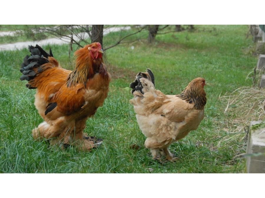 Яйцо брамы инкубационное