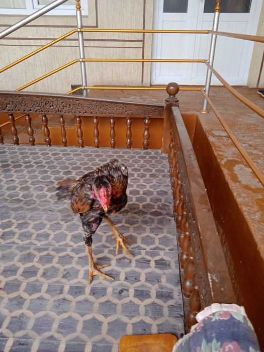 Dakang xo'rozlar sotiladi zoti koreyskiy