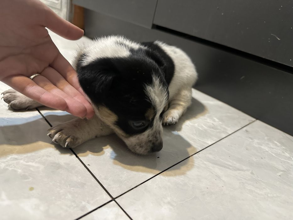 Щенки 3 недели малчики