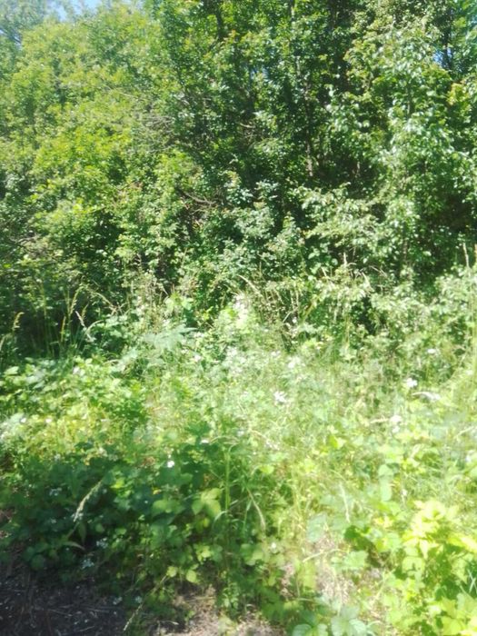 Продава се Парцел в с. Габра, Област София-област - 4800 кв.м за 7 €/кв.м - Снимка #2