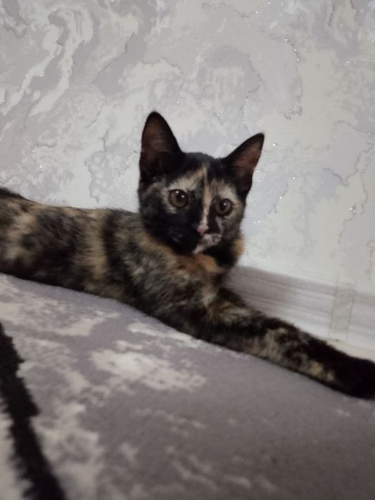 Котенок домашний отдам в хорошие руки
