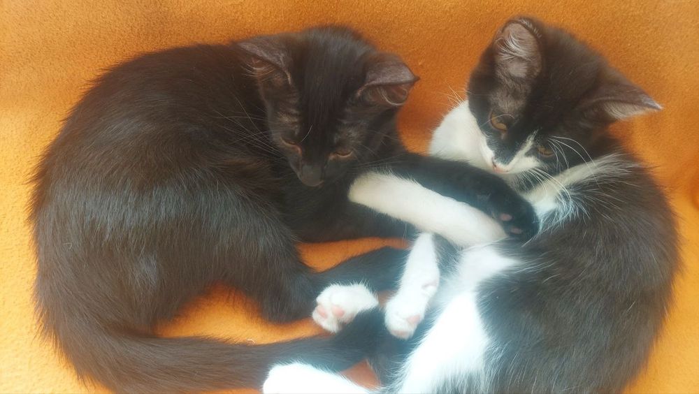 Отдам котят добрые руки