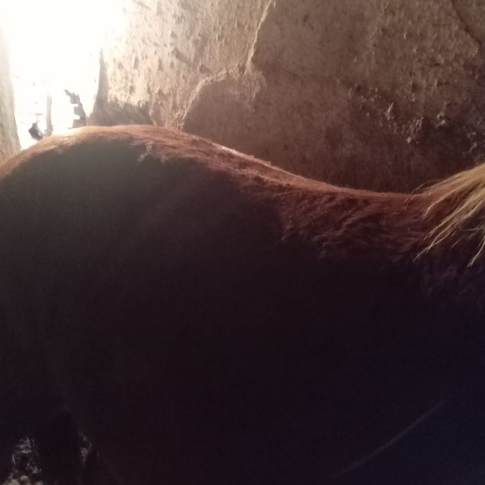 Vând iapă şi mângi