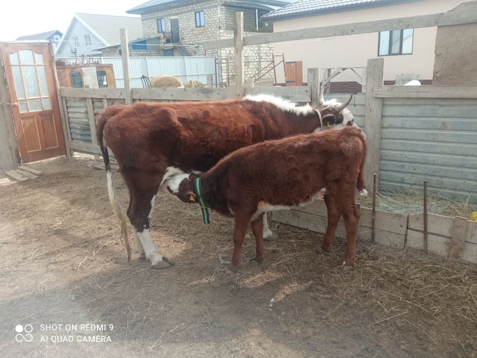 Сиыр сатылады ургашы баспагымен 760000