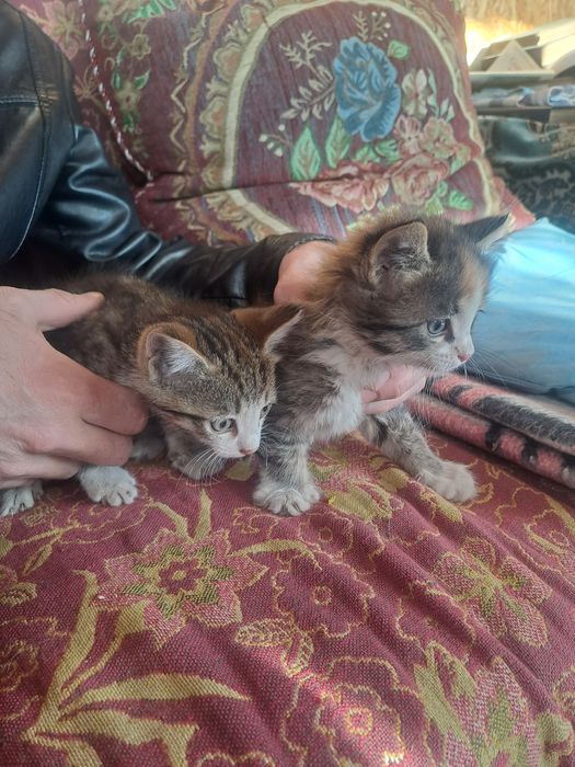 Отдам котят девочка и мальчик 2 месяца