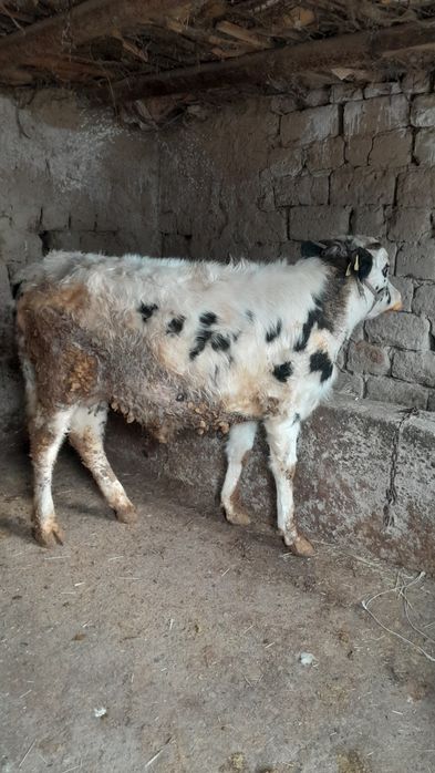 Еркек өгіз сатылады