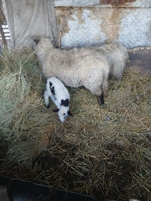 De Vânzare o oie cu mieluta și o cârlana  preț 1600 lei preț fix