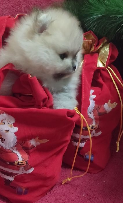 Чудный мини мальчик