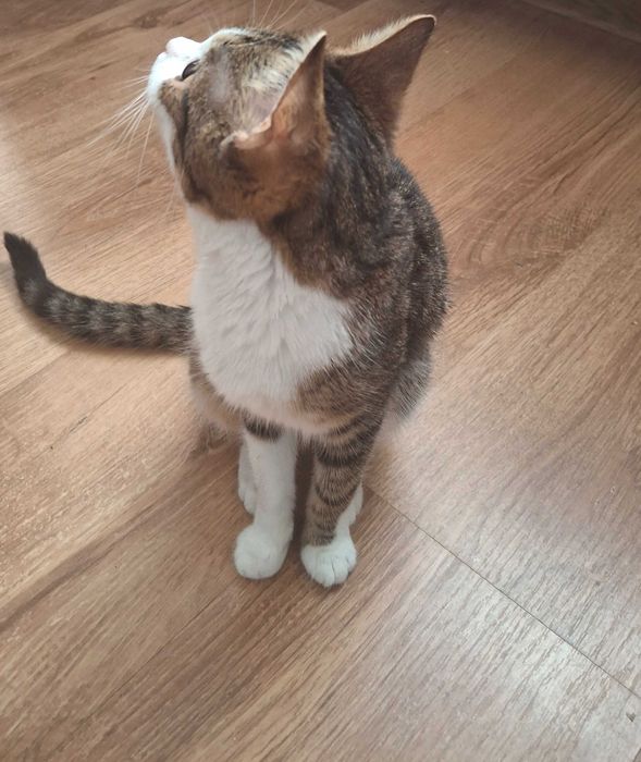 Adopție pui de pisică