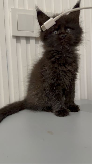 Продается котята моего Meynkun