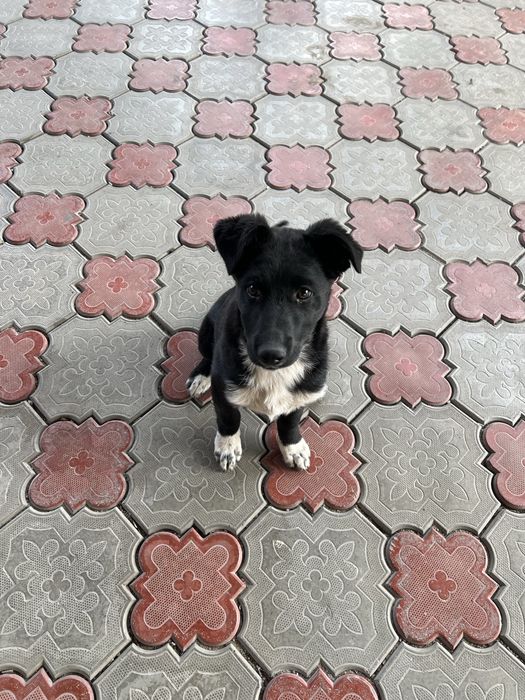 Отдам шенка в хорошие руки