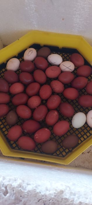 Pui  Marans și olive.