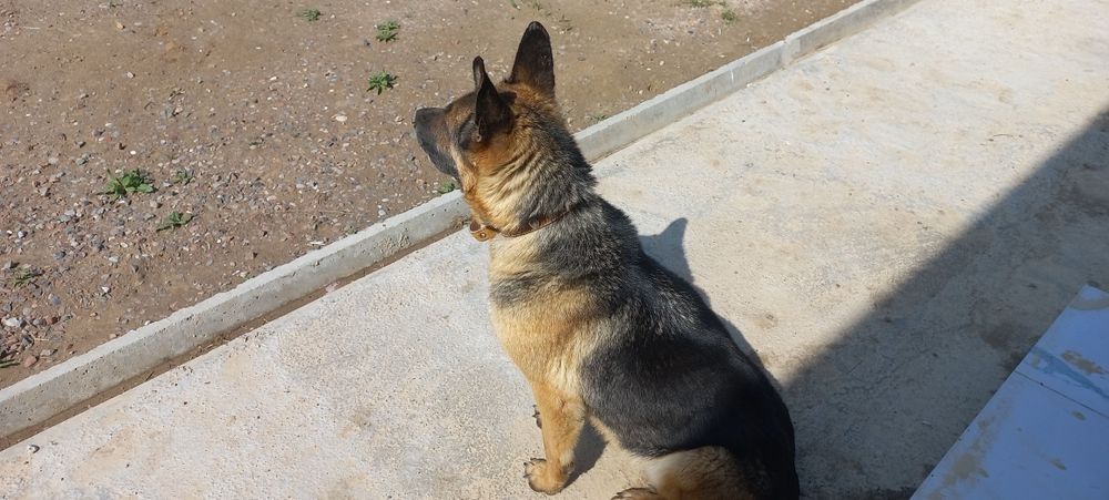 Афчарка камандаси бор,ургочи