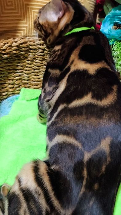 BENGAL котята Шоколад ( высший  класс )