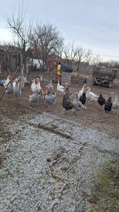 Curci și curcani de casă