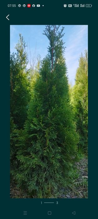 Смаракта туя не дорого