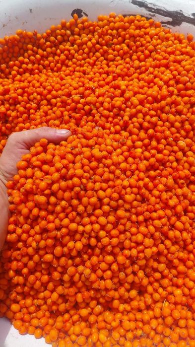 Cătină congelată cultură bio
