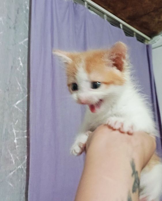 Отдам в добрые руки котят.