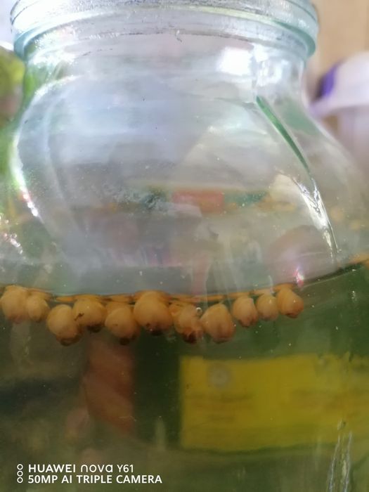 Ампулярии симпотюли