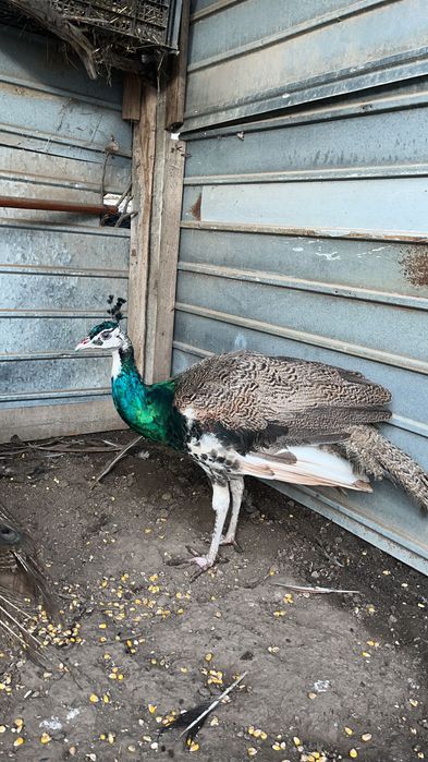 Mascul paun arlechin