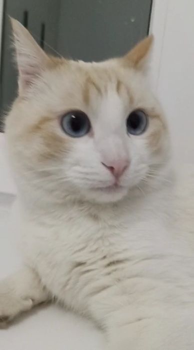 Кот мальчик в добрые руки