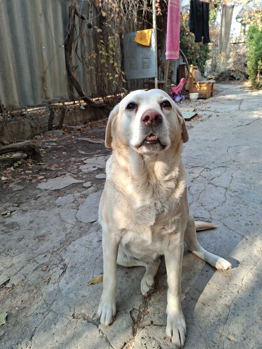 Отдам Собаку в добрые,надежные руки,с отслеживанием.