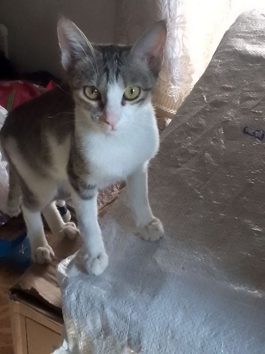 Отдам кошечьку .